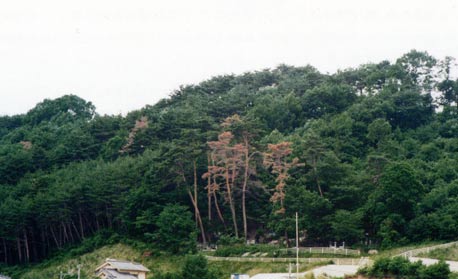 青々とした松林の中に数本茶色く枯れた松の木が写っている写真
