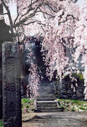石柱の奥に見える満開に咲いたしだれ桜の写真