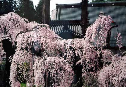 薄ピンク色の花を満開に咲かせているしだれ桜の写真
