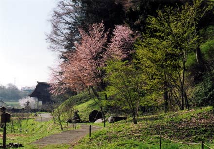 歩道の横の地面や斜面の草木が芽生えて緑色になっている写真