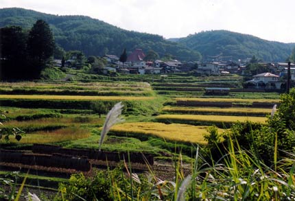 ススキの奥に見える棚田の稲が黄色く色付いている田園風景の写真