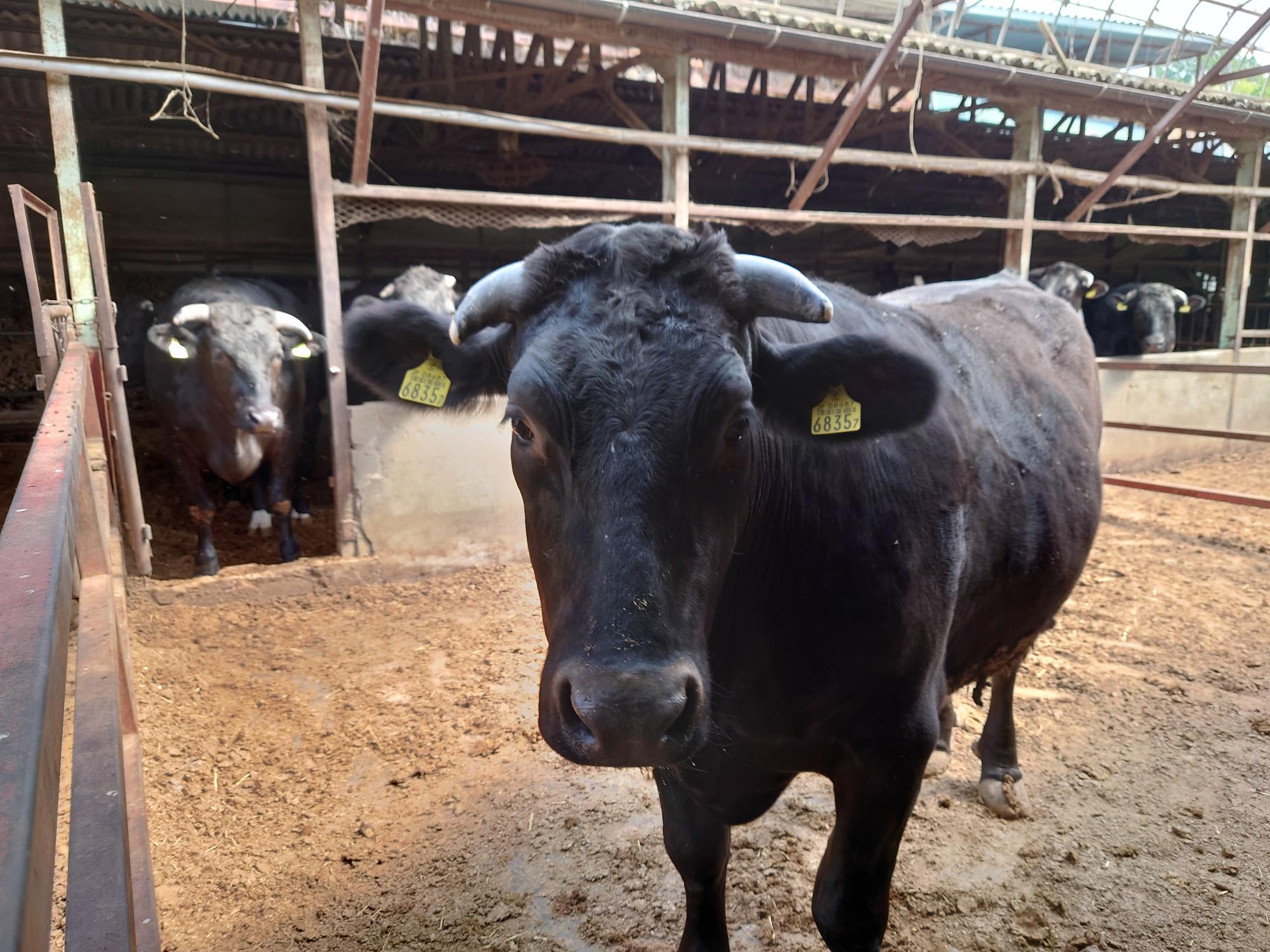 両耳に耳標が付いている黒い牛を正面から写した写真