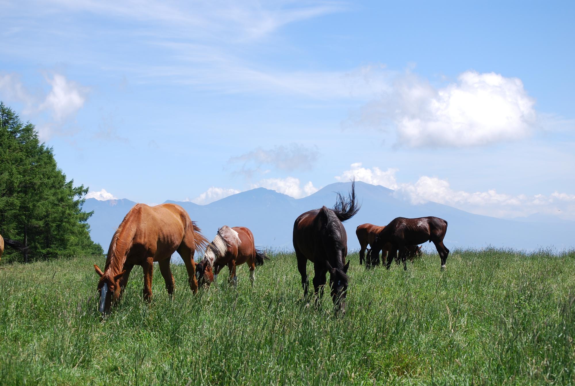 牧草地に放たれた5頭の馬が、牧草を食べている写真
