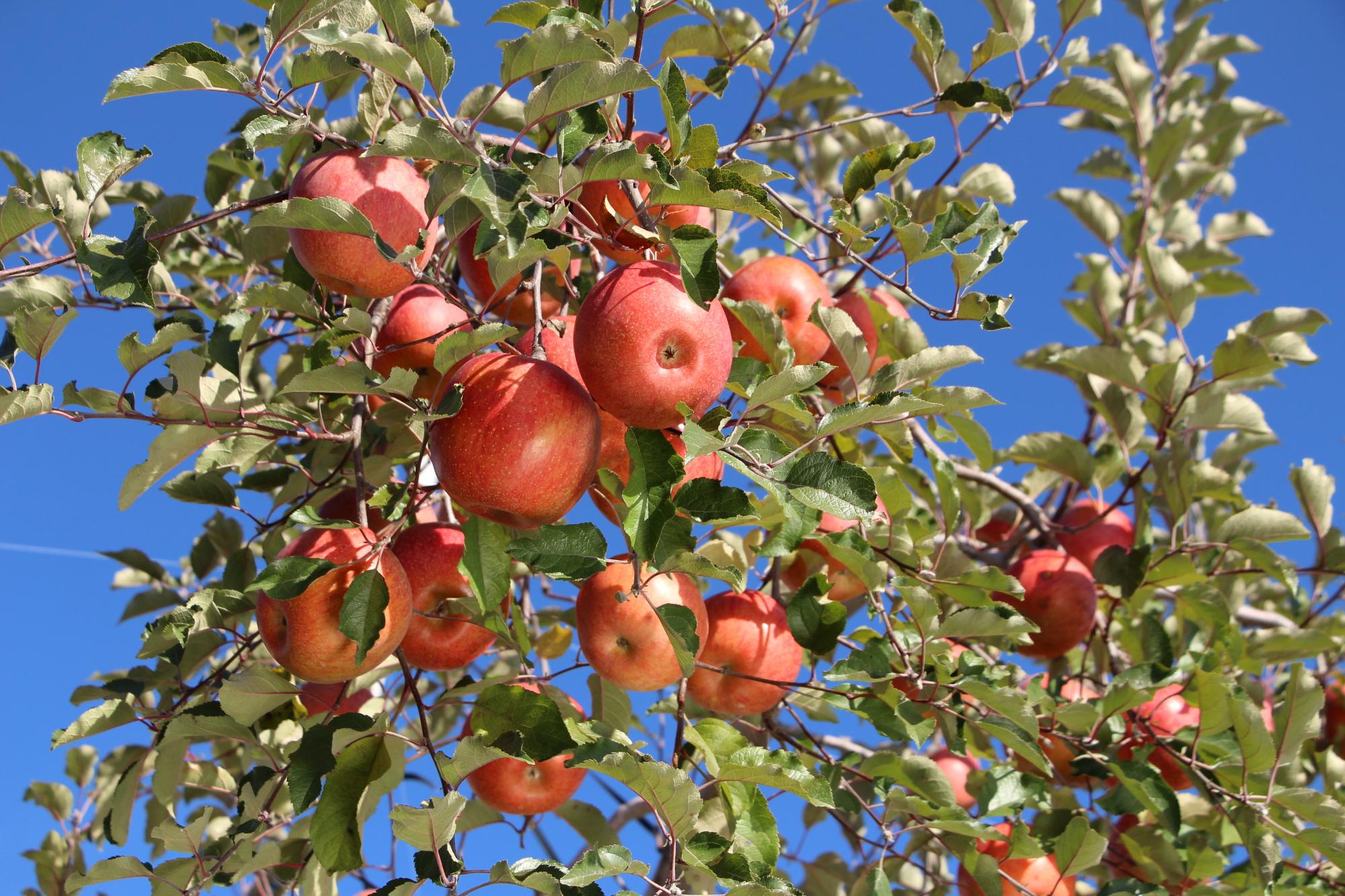 赤いリンゴを実らせた立科りんごの木を下から見上げるように写した写真