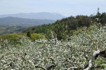 奥に山脈が見える場所で栽培されているリンゴの木に沢山の白いりんごの花が咲いている写真