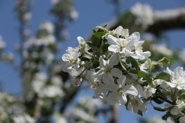 枝にびっしりと咲いている白いりんごの花をアップで写した写真