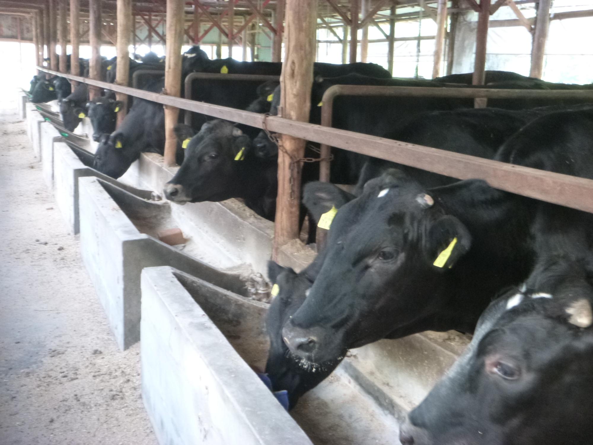 牛舎にいる牛たちがフィードボックスに首を伸ばして飼料を食べている写真