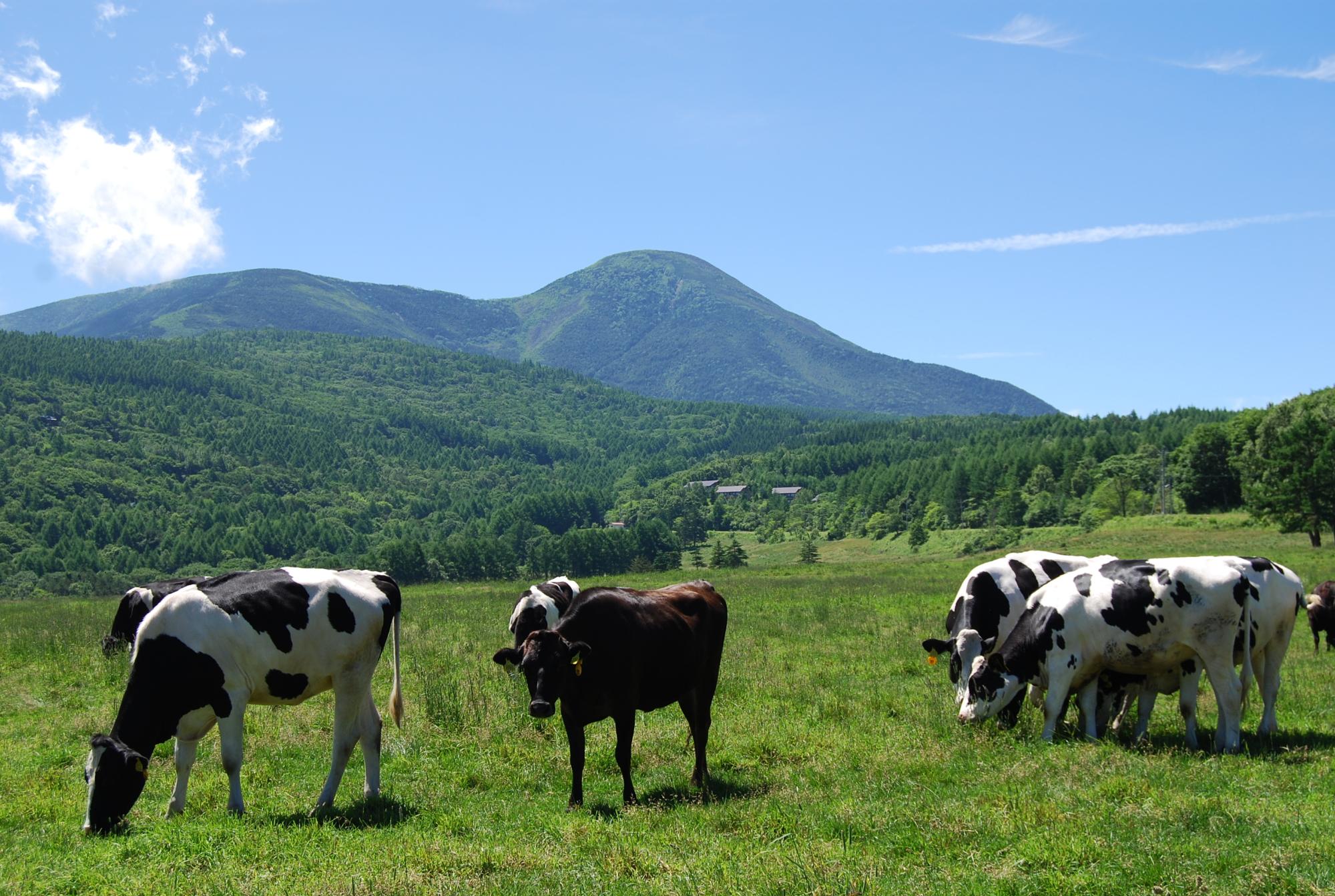 浅間山が見える広々とした牧場で、黒色の牛や、白と黒色の牛が牧草を食べている写真