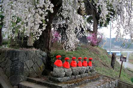 赤い頭巾と前掛けを付けた無量寺の六地蔵と桜の写真