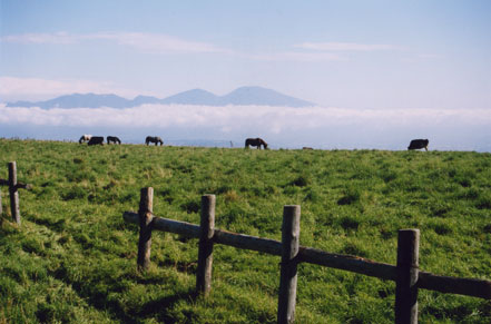 手前に柵があり、緑の牧草が広がる牧草地で6頭の馬が牧草を食べている牧場の風景写真