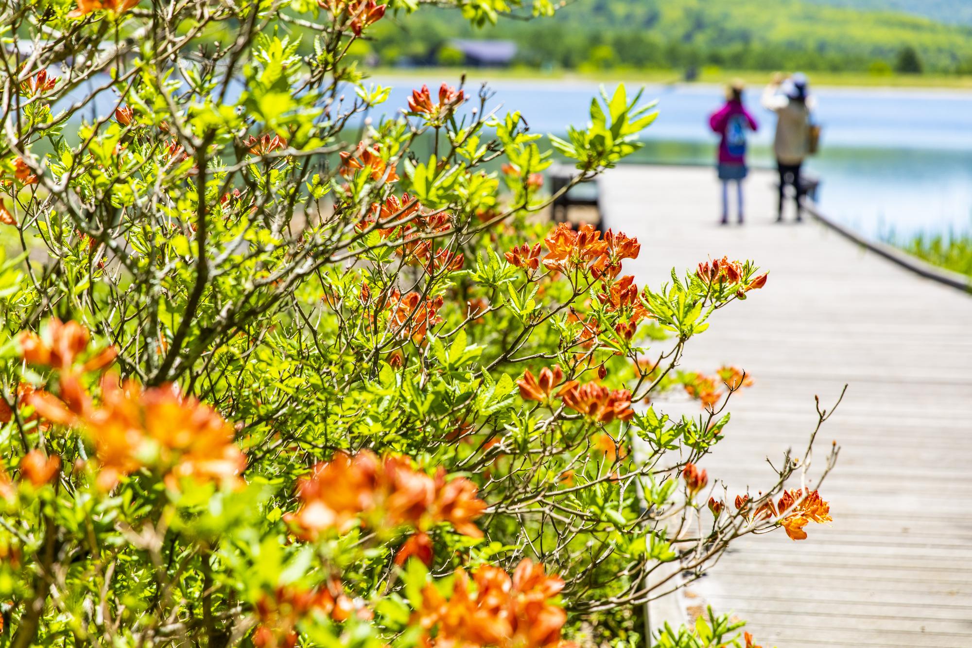 女神湖へと伸びている桟橋の横にある木々にオレンジ色の花が咲いている写真