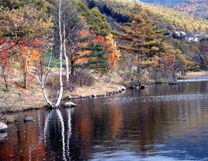 湖の側にある木々が赤や黄色に色づいた白樺高原の紅葉の写真