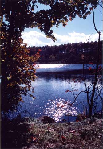 周りに木々が生えている女神湖の水面が太陽の光を反射し輝いている写真