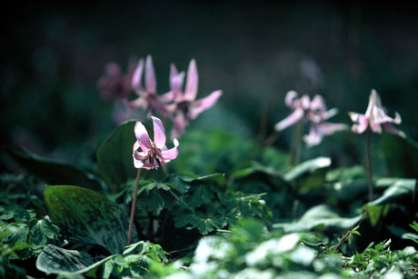 薄紫色をした花びらのカタクリの花が下向きに咲いている写真