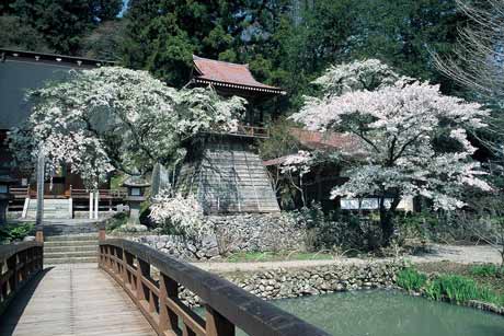 木造の橋の奥に見える満開の桜の木の写真