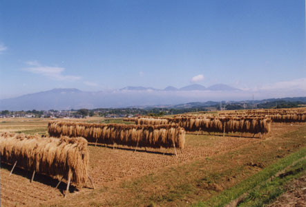 奥に山並みが見える田んぼに稲架掛けされた稲が並んでいる写真