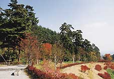 上り坂の道沿いに植えられている笠取峠のマツ並木の写真