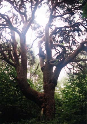 根本の太い幹が枝分かれしており、枝分かれした先も色々な方向に向かって枝が伸びている天狗松の写真